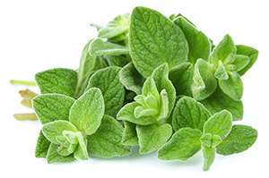 oregano oil helps Treat Fingernail Fungus