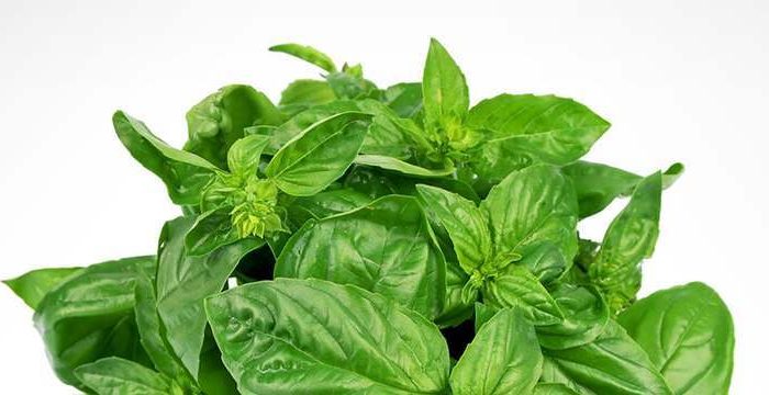 holy basil leaves