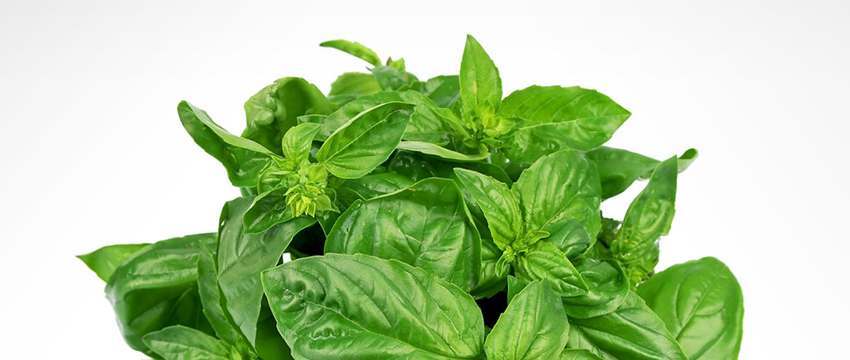 holy basil leaves