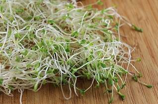 Alfalfa sprouts for stretch marks