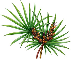 Photo of Saw Palmetto Plant