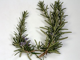 Photo of Rosemary Leaves